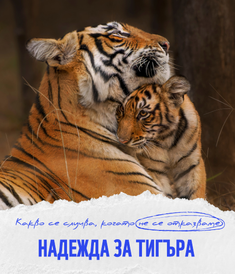 СТАНИ ЗАКРИЛНИК НА ТИГЪР
